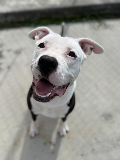 Enlarge Harpoon, a Adoptable mixed breed in Inverness, FL image 1/3