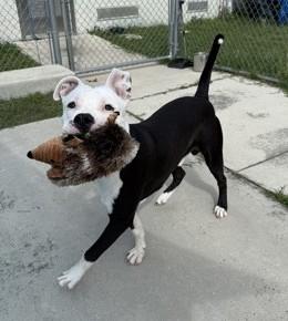 Enlarge Harpoon, a Adoptable mixed breed in Inverness, FL image 3/3