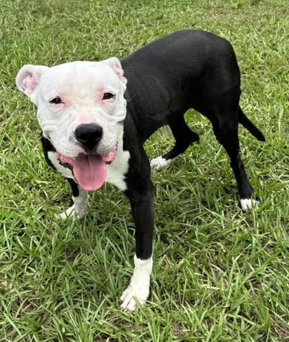 Enlarge Harpoon, a Adoptable mixed breed in Inverness, FL image 2/3