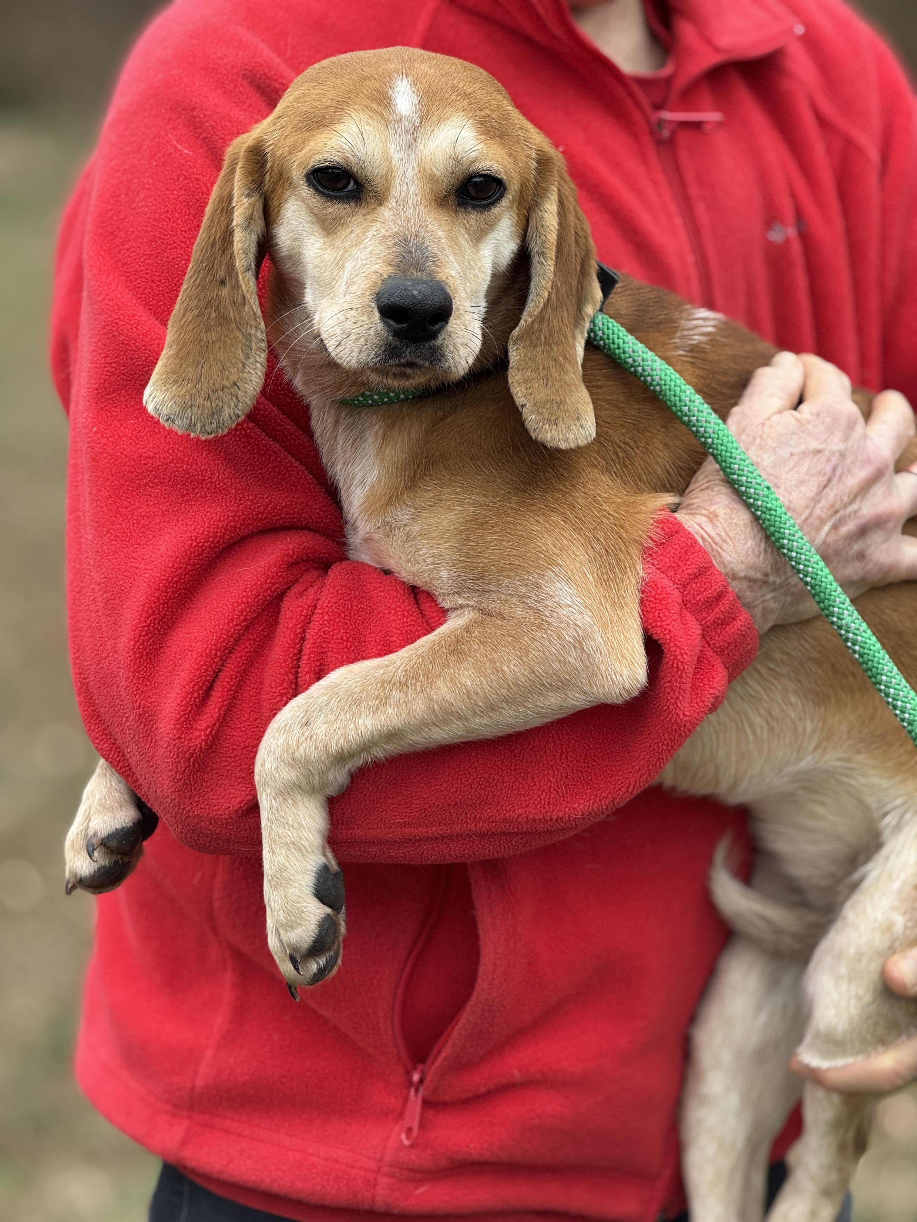 Enlarge Gold Rush, a ADOPTABLE Beagle in Richmond, VA image 3/5