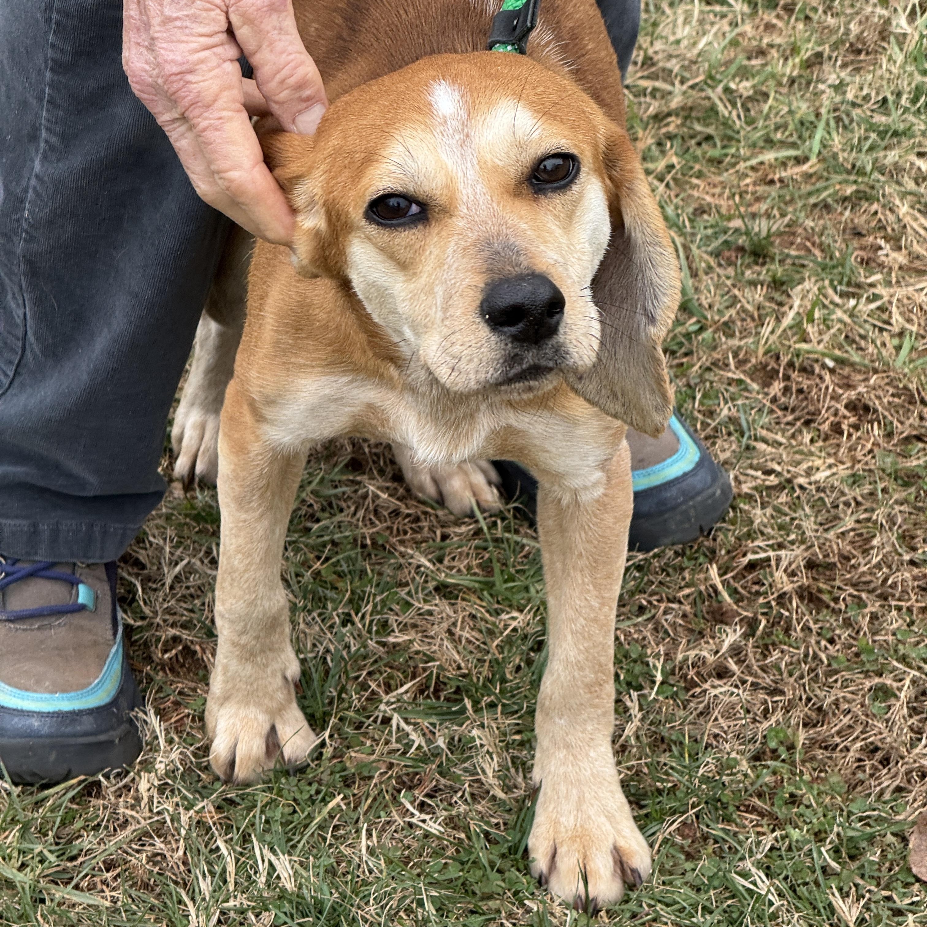 Enlarge Gold Rush, a ADOPTABLE Beagle in Richmond, VA image 4/5