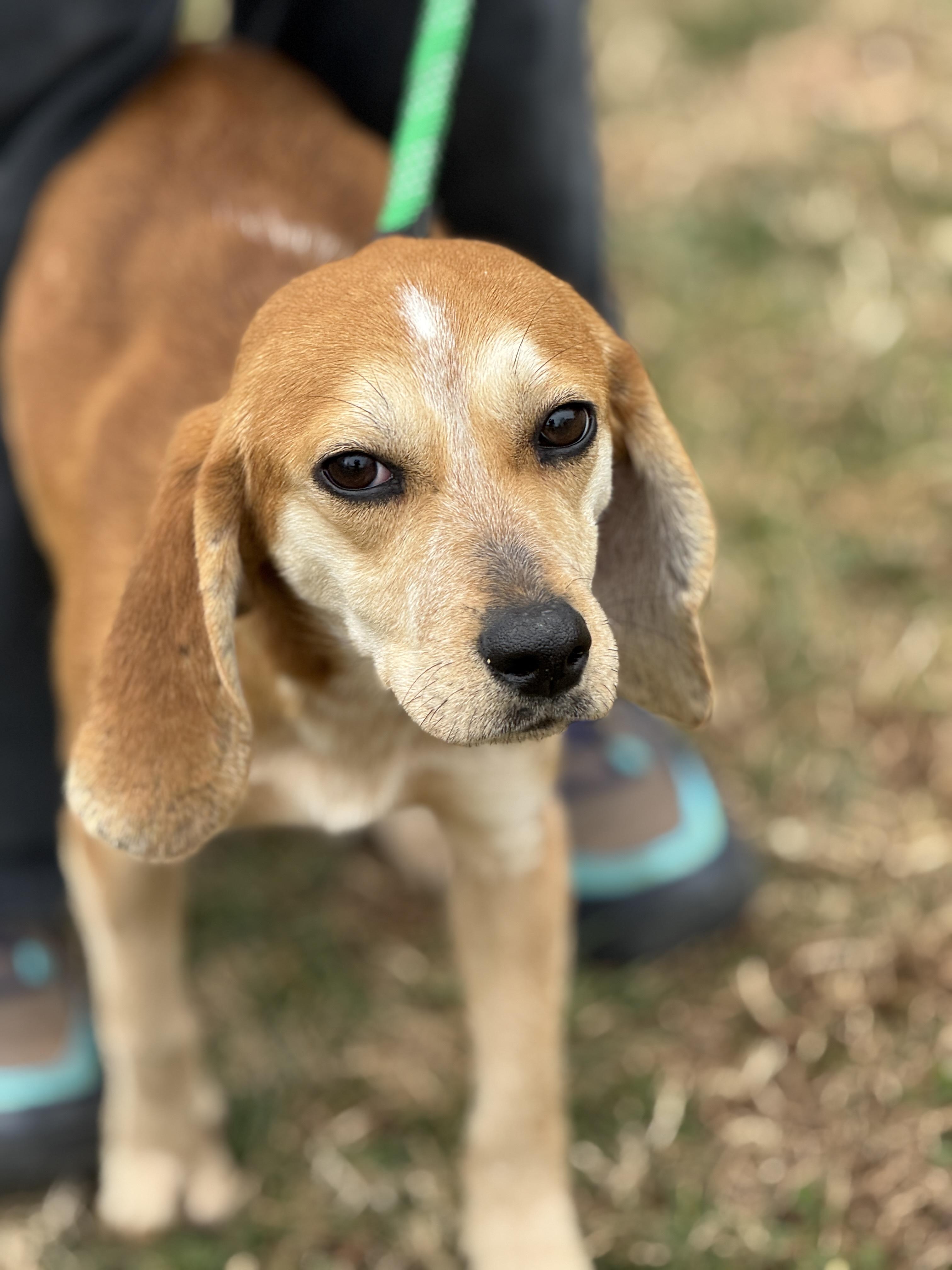 Enlarge Gold Rush, a ADOPTABLE Beagle in Richmond, VA image 2/5