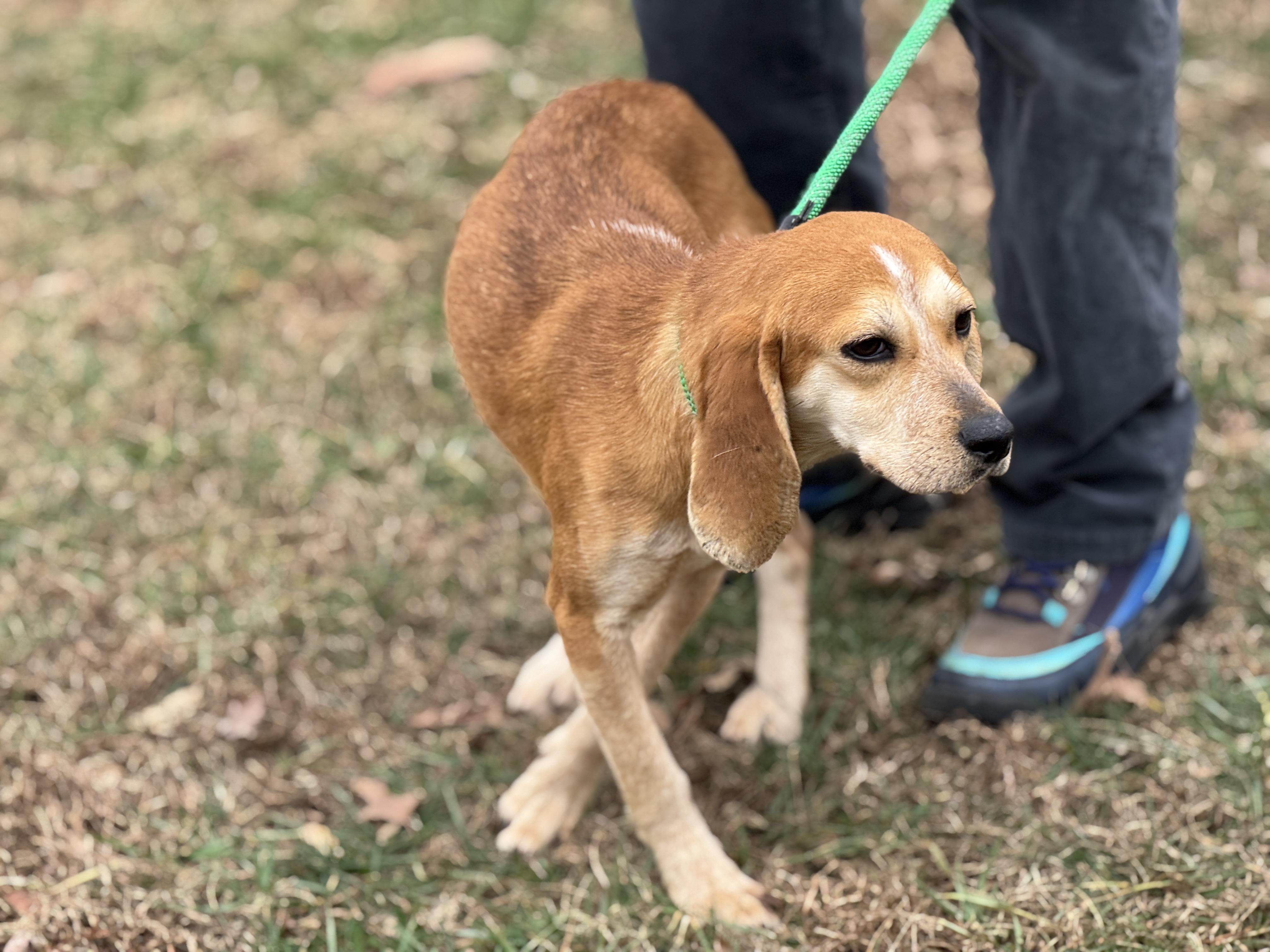 Enlarge Gold Rush, a ADOPTABLE Beagle in Richmond, VA image 5/5
