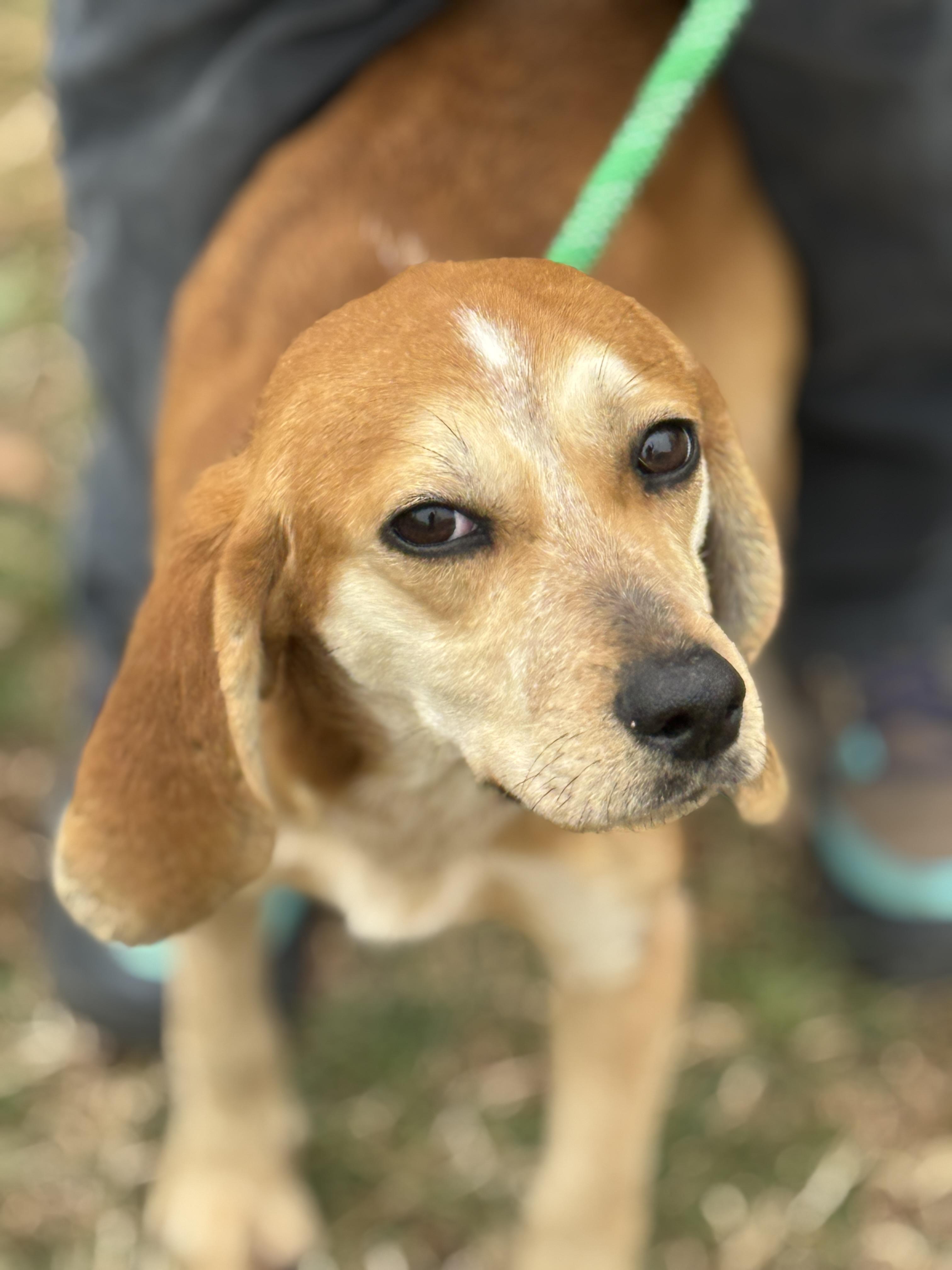 Gold Rush, ADOPTABLE, Young Female Beagle.