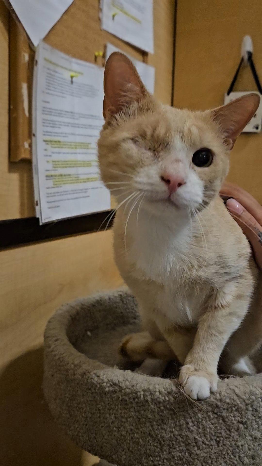 Mario, Adoptable, Young Male Domestic Short Hair.