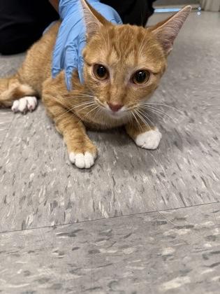 Lucy, Adoptable, Young Female Domestic Short Hair & Domestic Short Hair.