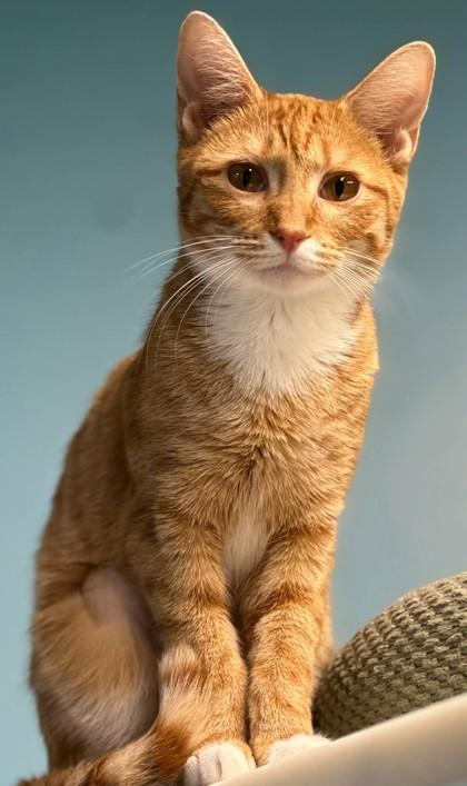 Enlarge Lucy, a Adoptable mixed breed in Shreveport, LA image 2/2