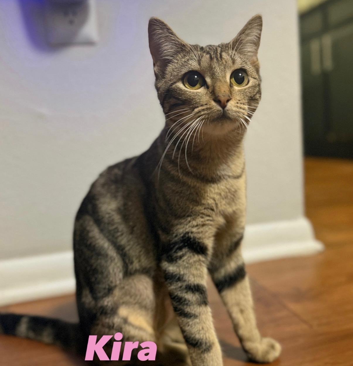 Enlarge Kira, a Adoptable Tabby in Fern Park, FL image 1/1