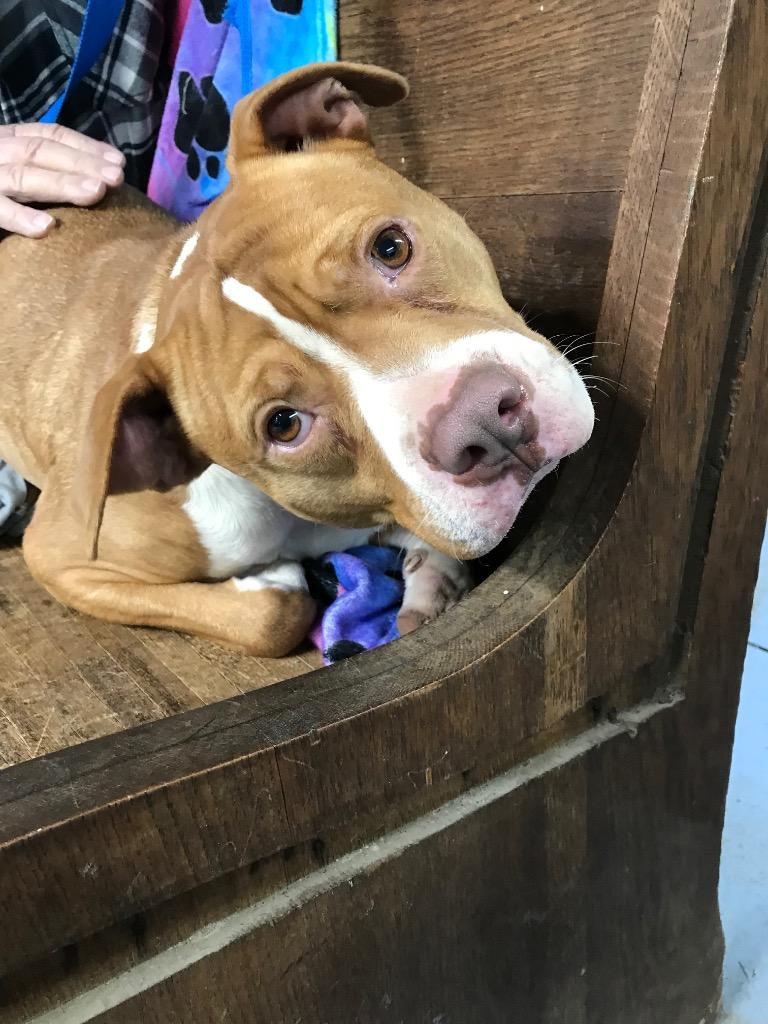 Enlarge Rocky, a Adoptable mixed breed in Crossville, TN image 1/6