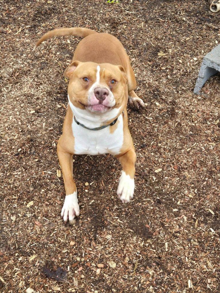 Enlarge Rocky, a Adoptable mixed breed in Crossville, TN image 4/6