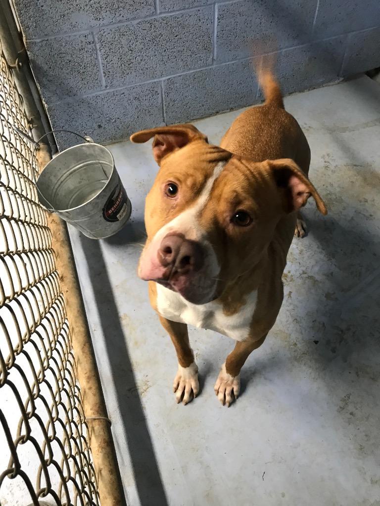 Enlarge Rocky, a Adoptable mixed breed in Crossville, TN image 2/6