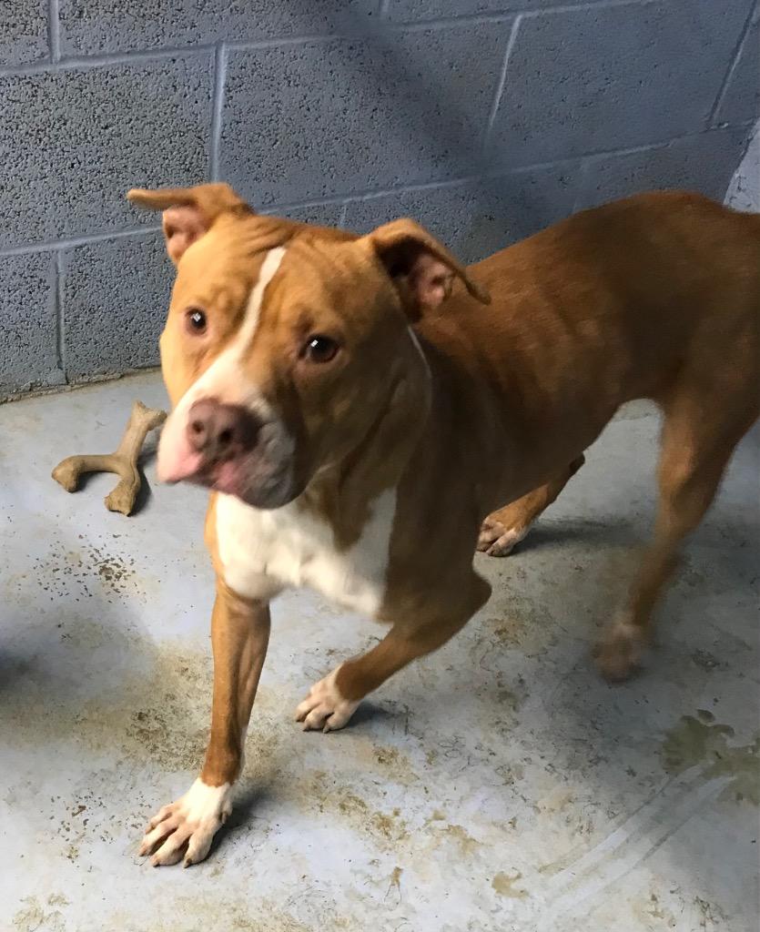 Enlarge Rocky, a Adoptable mixed breed in Crossville, TN image 4/6