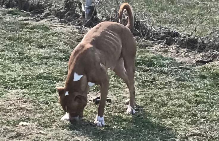 Enlarge Rocky, a Adoptable mixed breed in Crossville, TN image 3/6