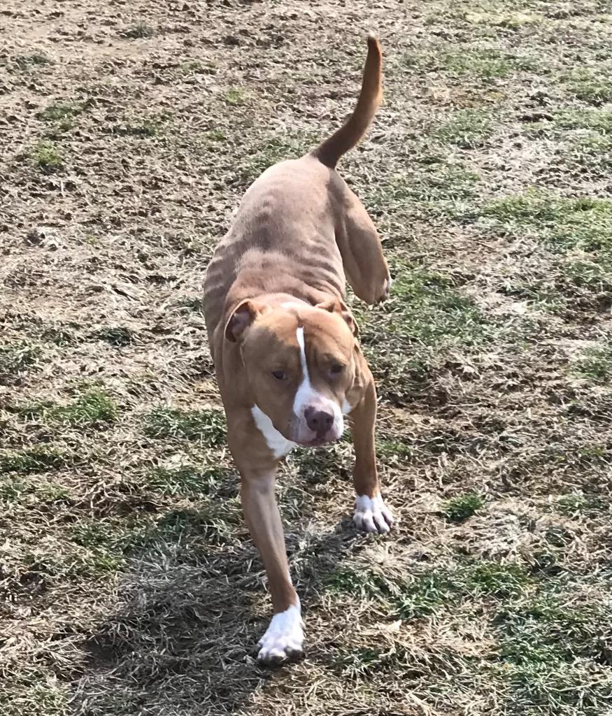 Enlarge Rocky, a Adoptable mixed breed in Crossville, TN image 6/6