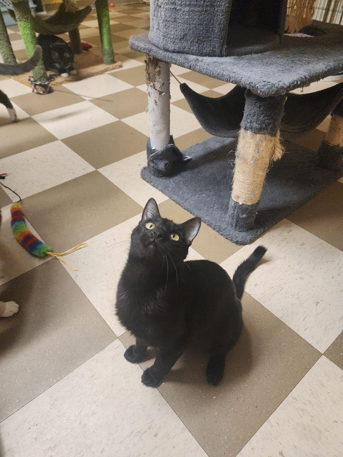 Layla, ADOPTABLE, Young Female Domestic Short Hair.