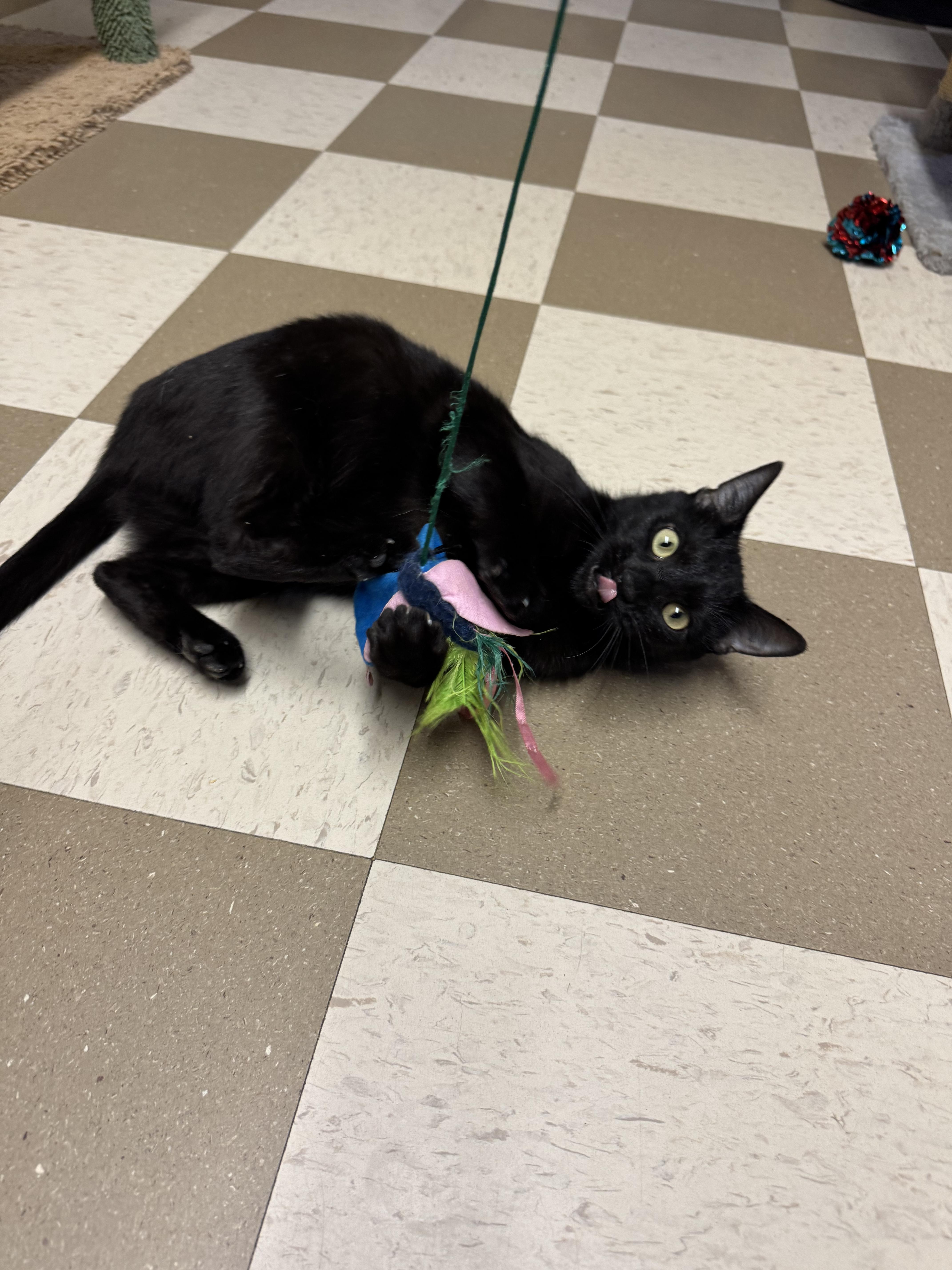 Enlarge Layla, a ADOPTABLE Domestic Short Hair in North East, MD image 2/2
