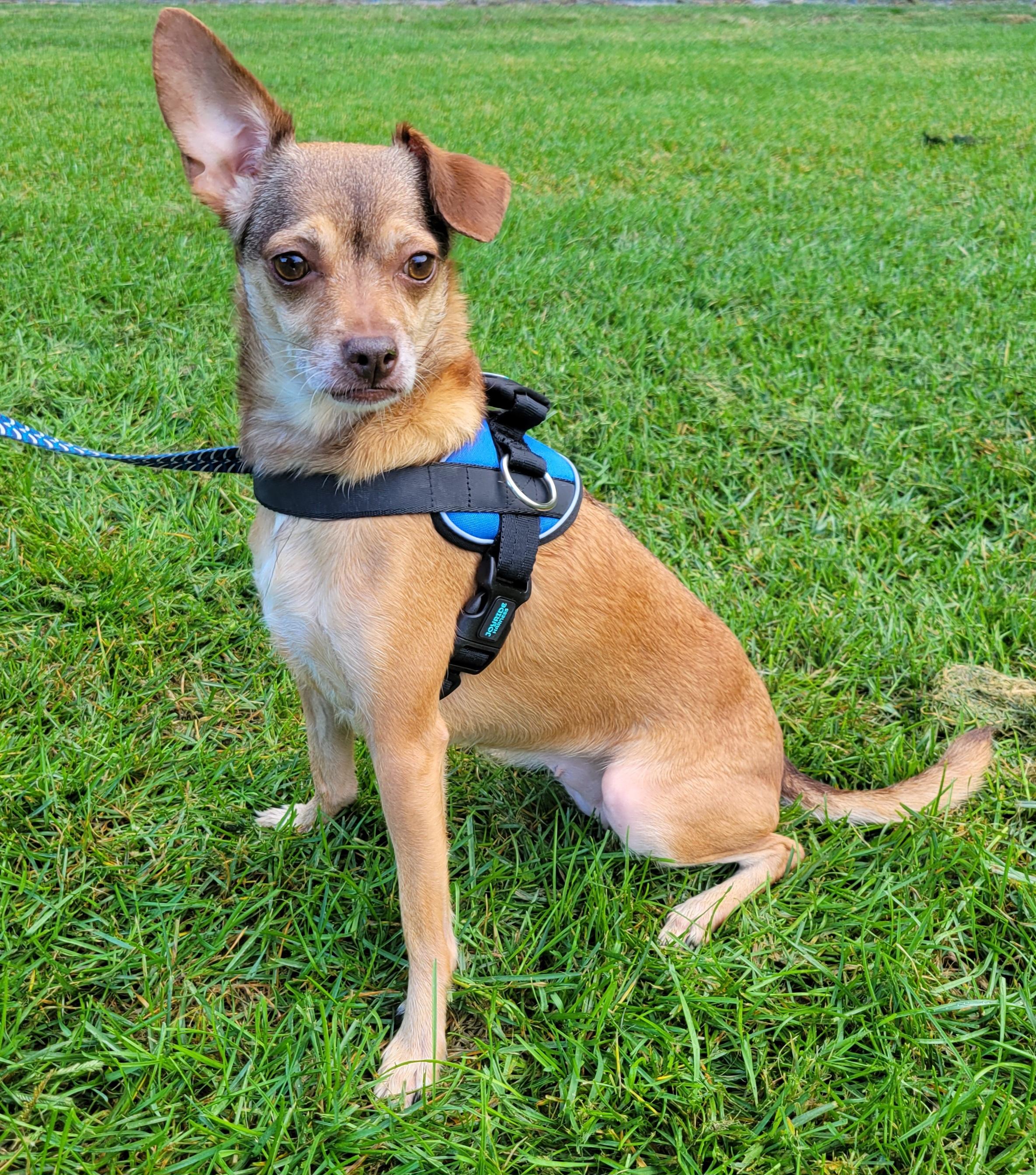 Enlarge Sammi, a Adopted mixed breed in Hammonton, NJ image 4/6