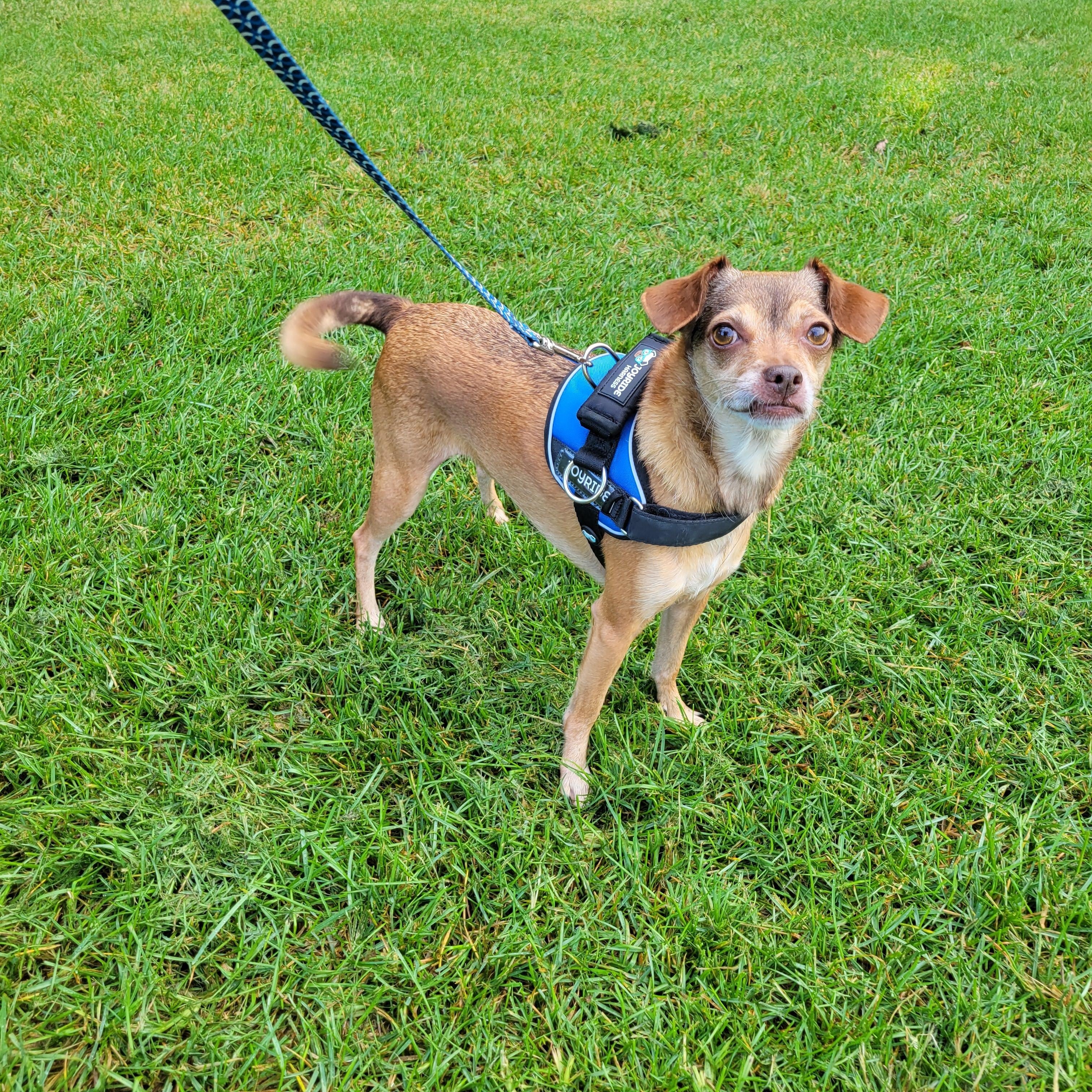Enlarge Sammi, a Adopted mixed breed in Hammonton, NJ image 5/6