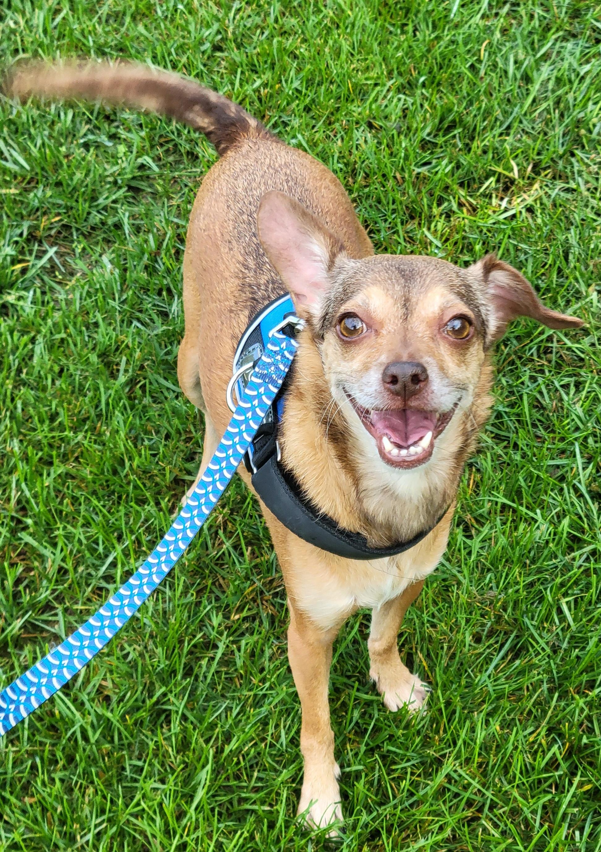 Enlarge Sammi, a Adopted mixed breed in Hammonton, NJ image 6/6
