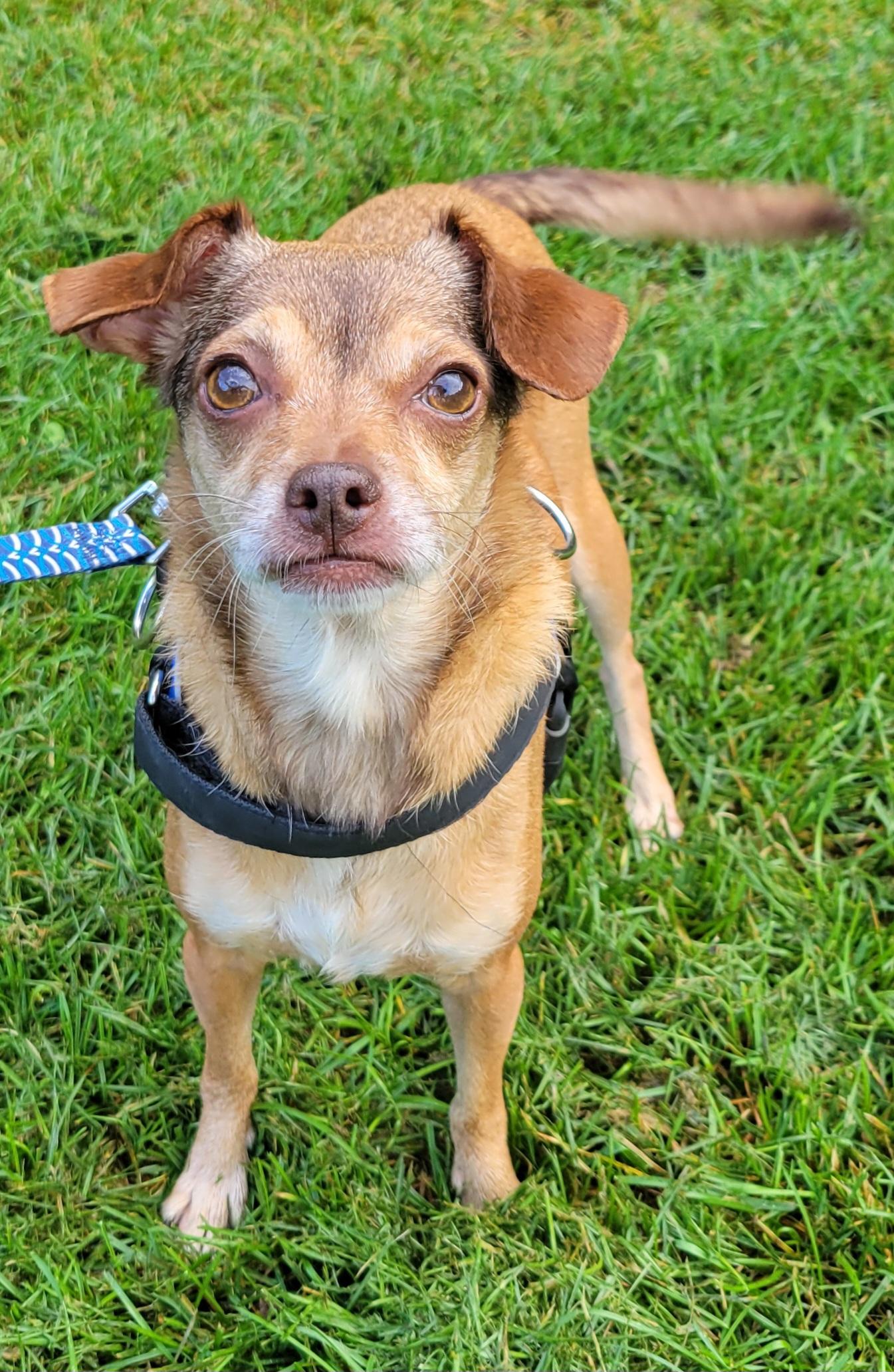 Enlarge Sammi, a Adopted mixed breed in Hammonton, NJ image 3/6