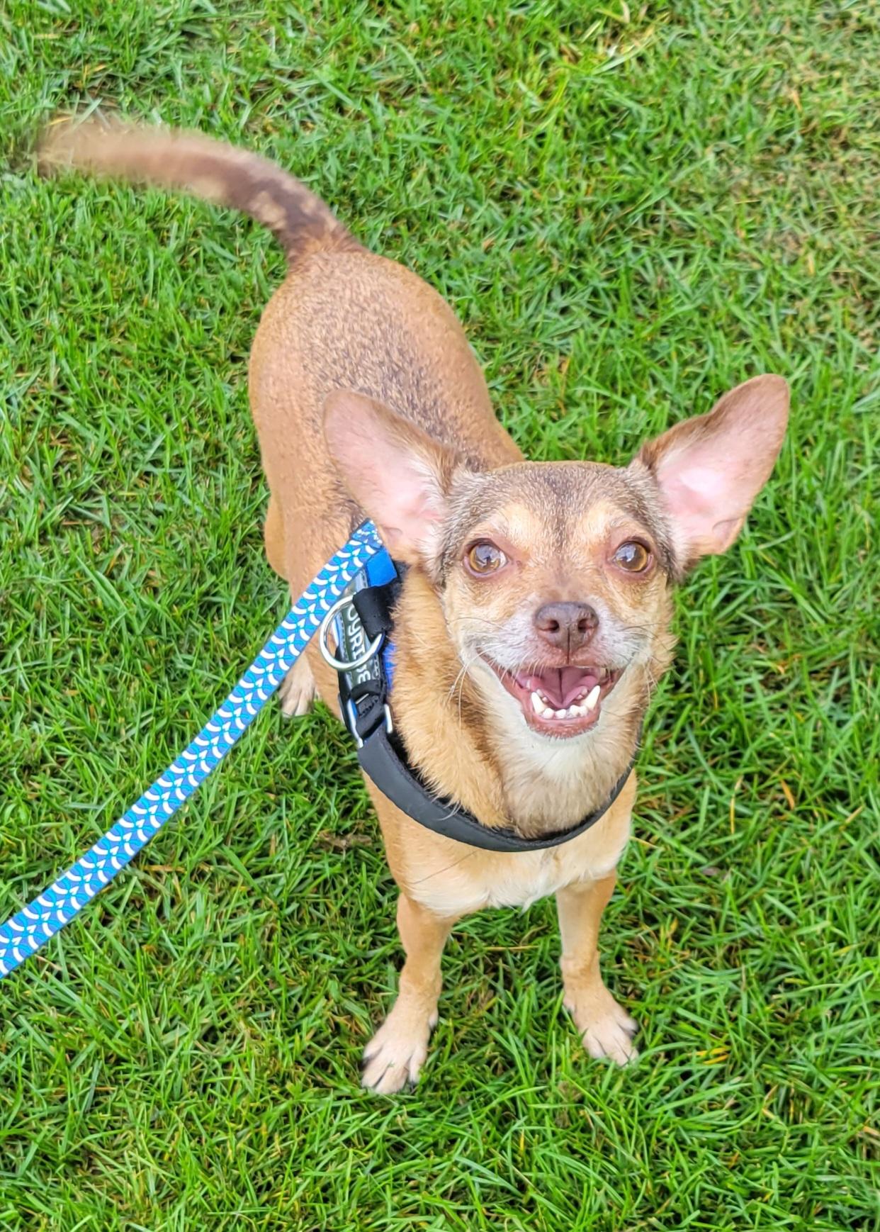 Sammi, Adopted, Adult Female Chihuahua.