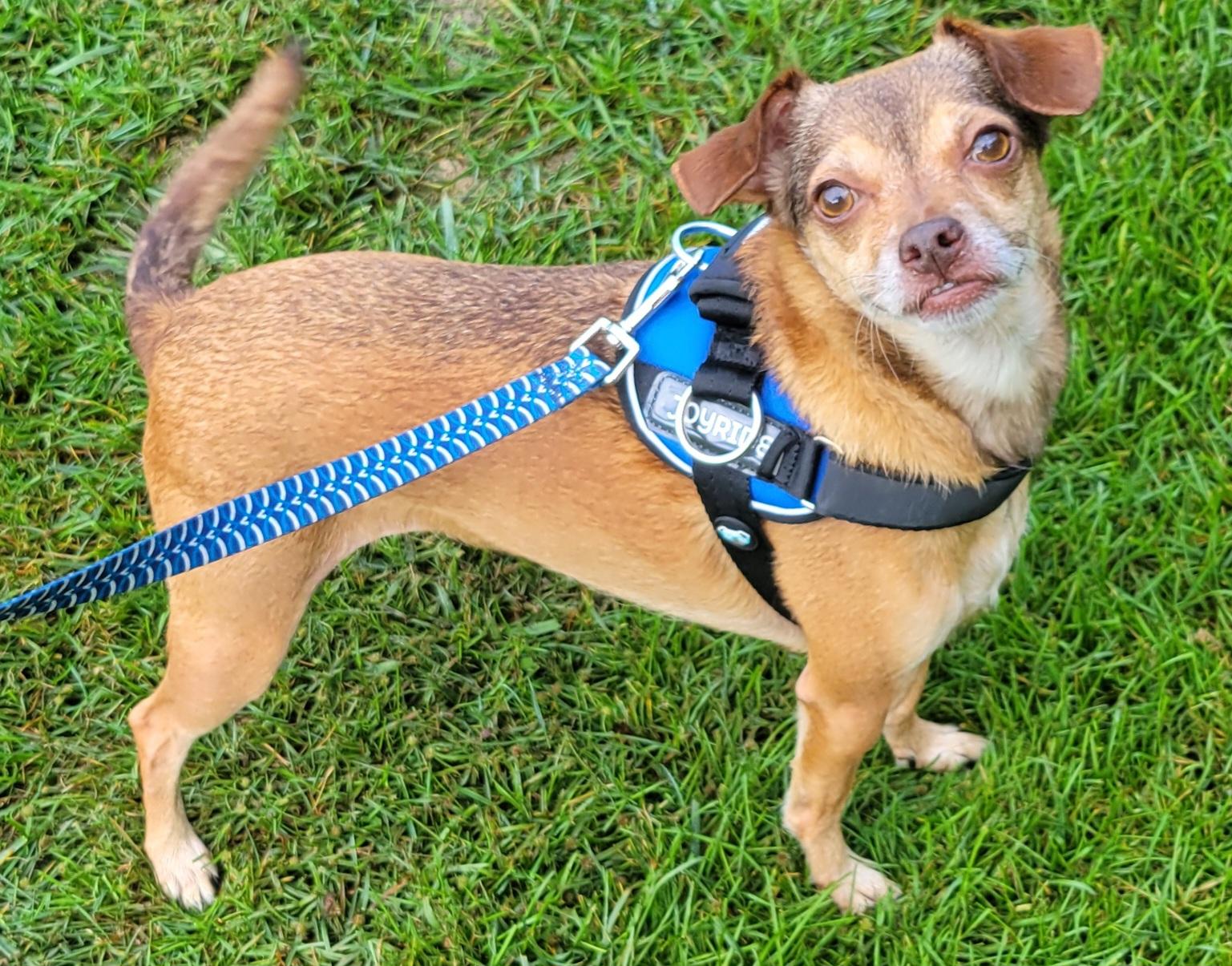 Enlarge Sammi, a Adopted mixed breed in Hammonton, NJ image 2/6