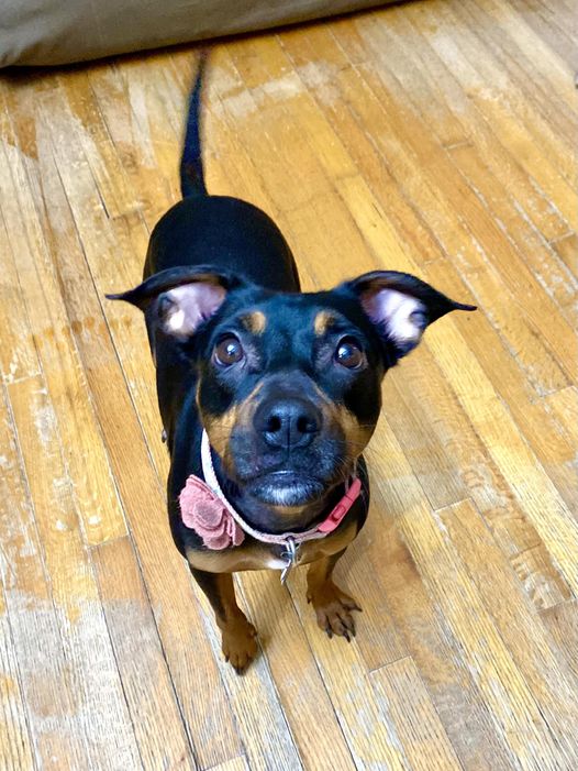 Jasmine, a Adoptable mixed breed in Houston, TX image 3/6