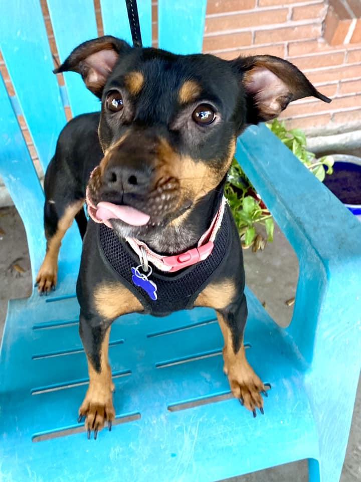 Jasmine, a Adoptable mixed breed in Houston, TX image 1/6