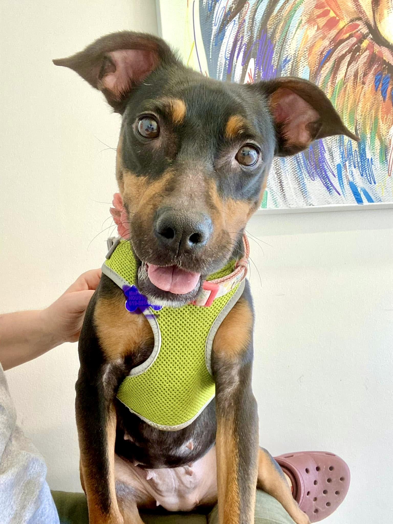 Jasmine, Adoptable, Adult Female American Bully & Dachshund.