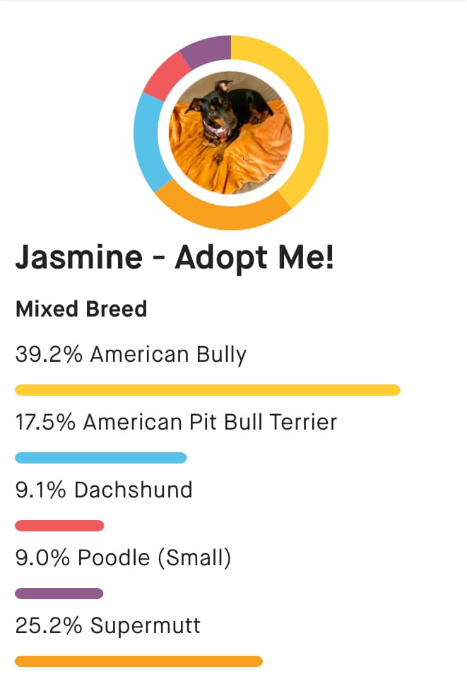 Jasmine, Adoptable, Adult Female American Bully & Dachshund.