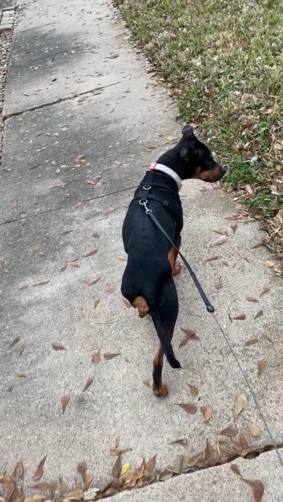 Enlarge Jasmine, a Adoptable mixed breed in Houston, TX video 2/6