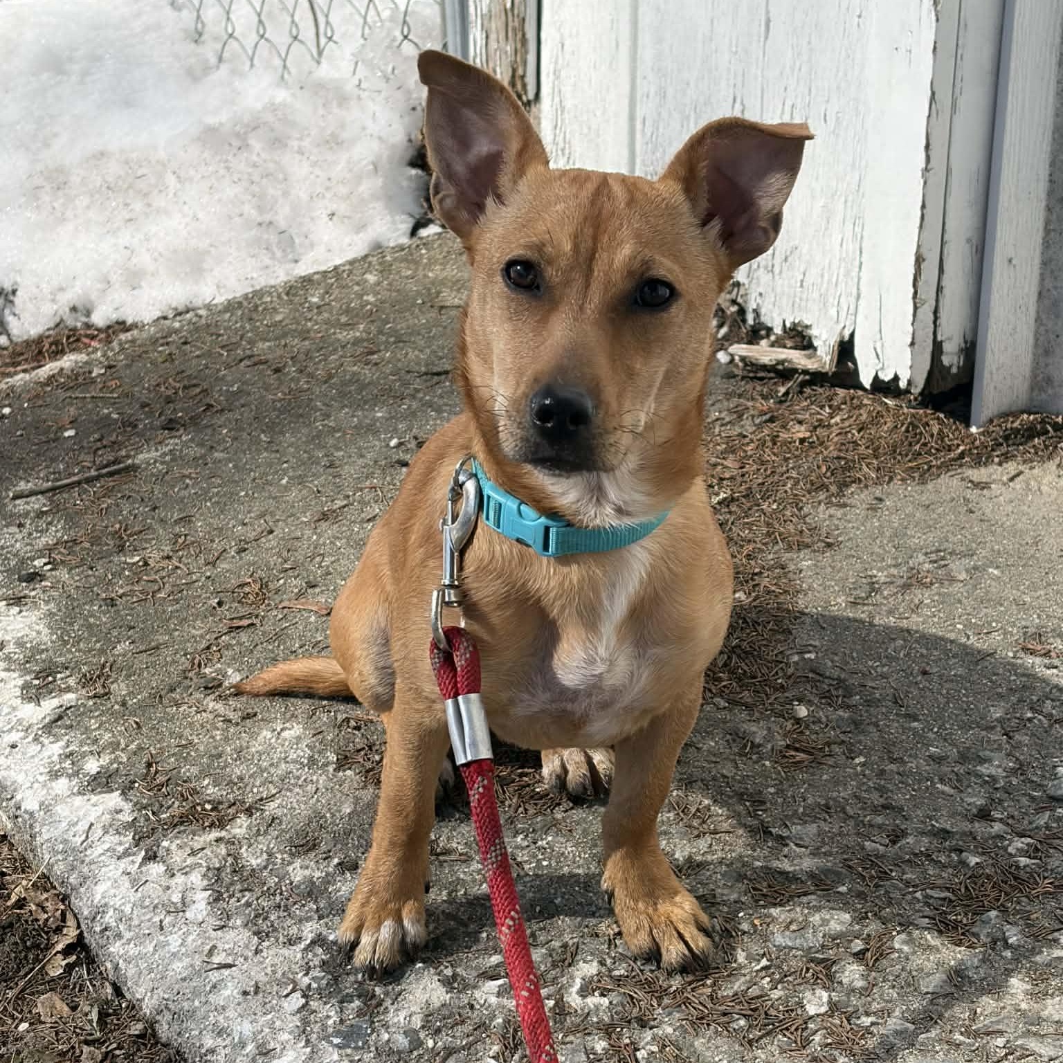 Enlarge Zuzu, a ADOPTABLE Mixed Breed in Woolwich, ME image 5/6