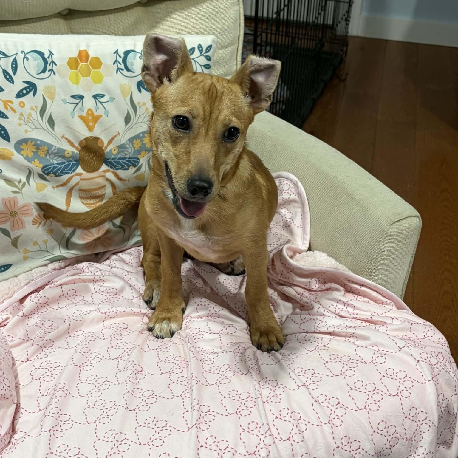 Enlarge Zuzu, a ADOPTABLE Mixed Breed in Woolwich, ME image 3/6