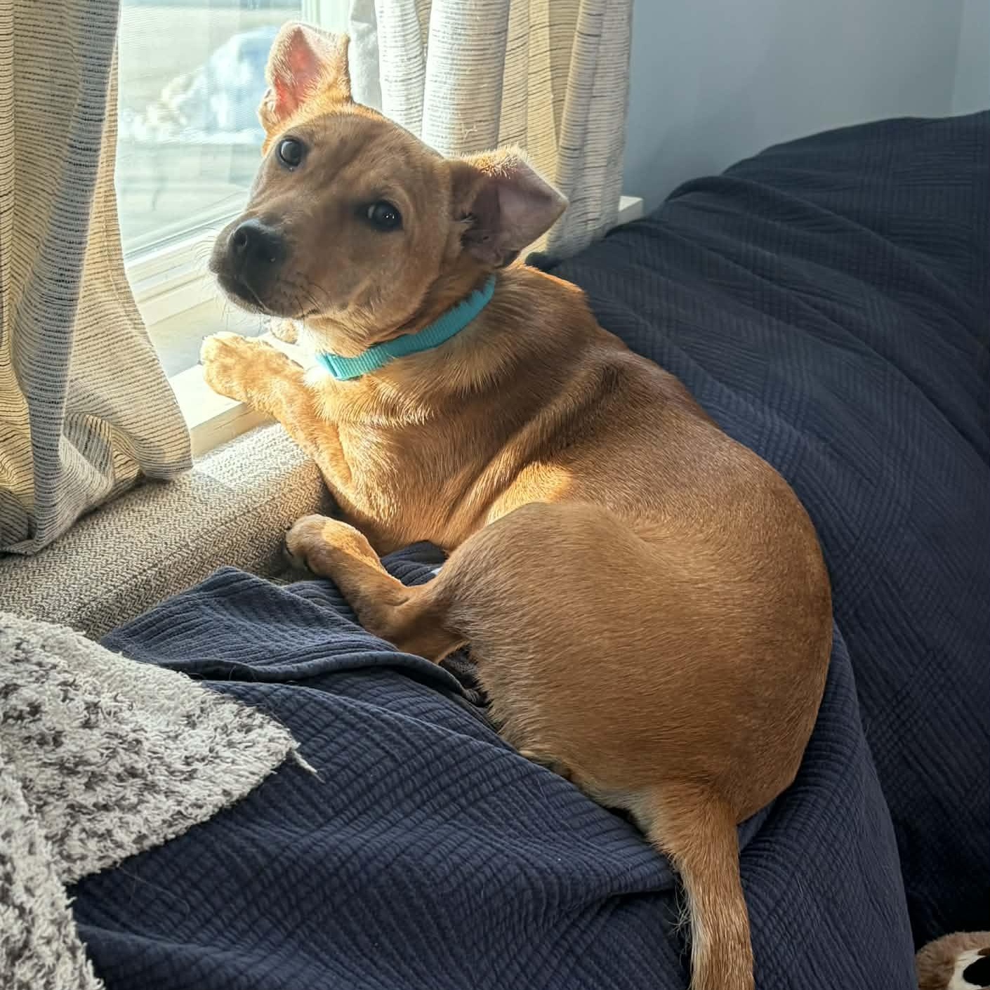 Enlarge Zuzu, a ADOPTABLE Mixed Breed in Woolwich, ME image 2/6