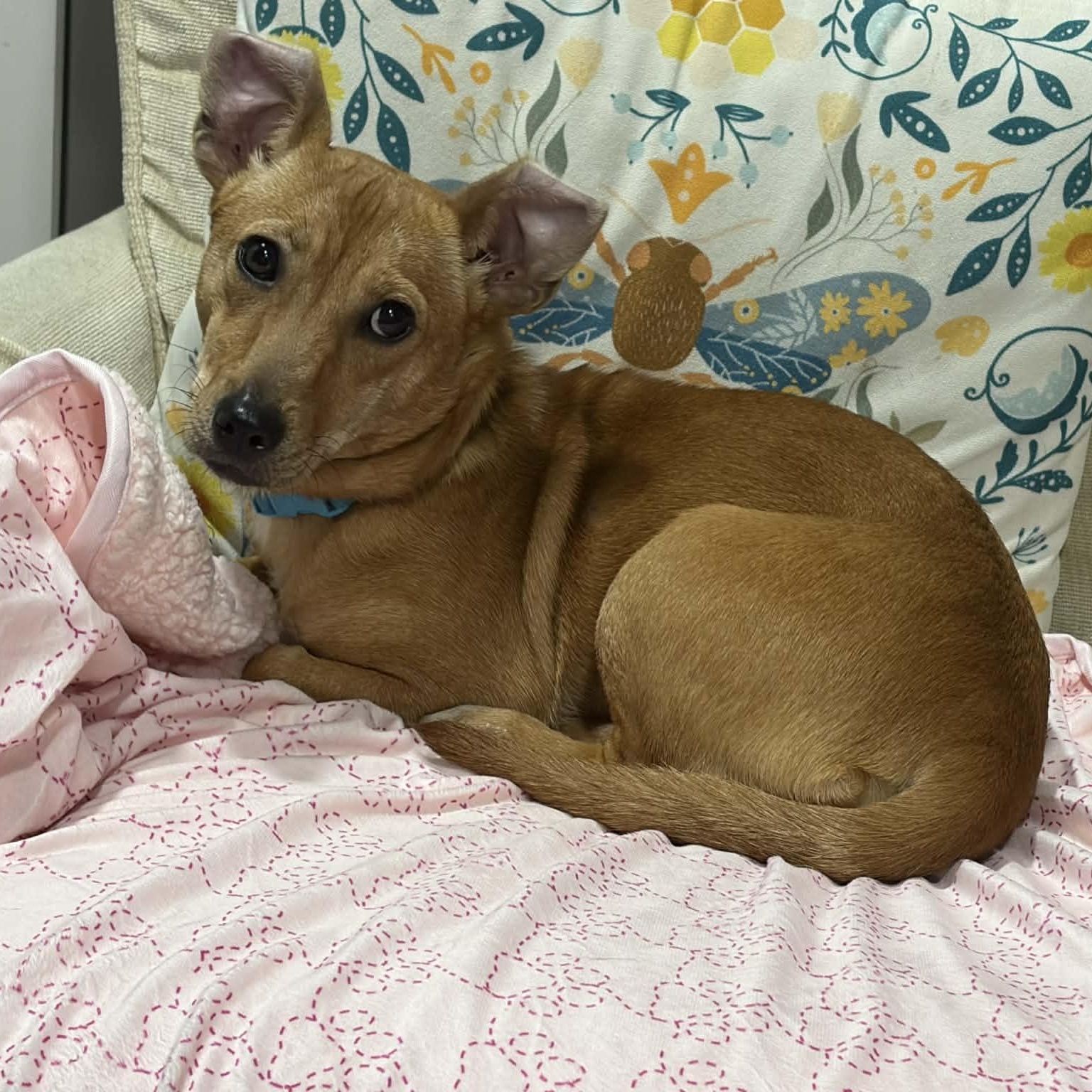 Enlarge Zuzu, a ADOPTABLE Mixed Breed in Woolwich, ME image 1/6