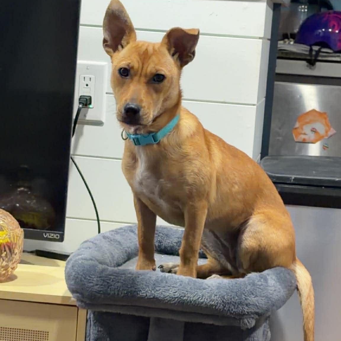 Enlarge Zuzu, a ADOPTABLE Mixed Breed in Woolwich, ME image 4/6