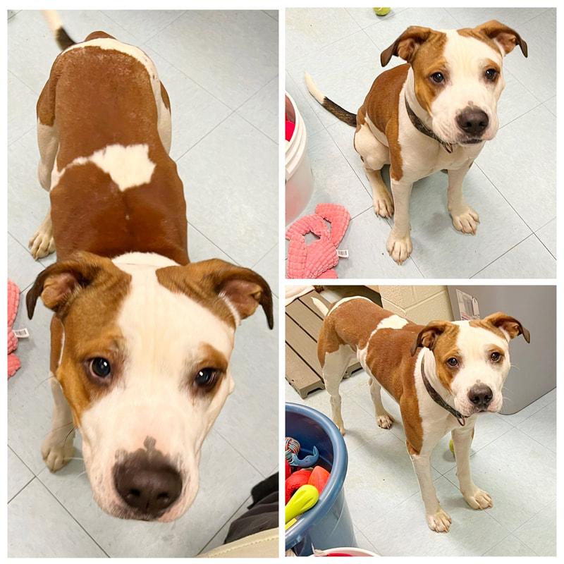 Enlarge Jameson, an adopted mixed breed in Dublin, VA image 1/1