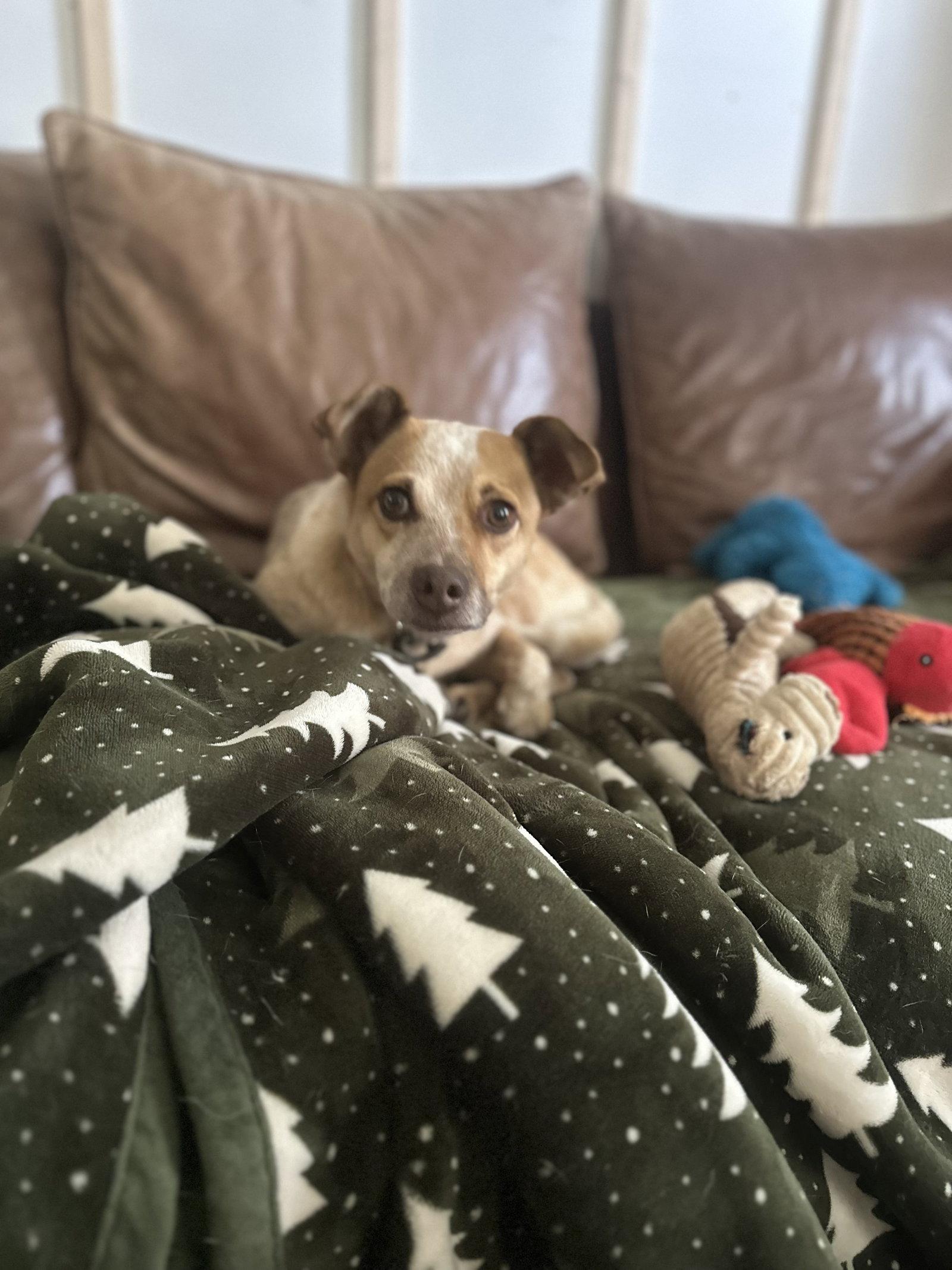Enlarge Lucy, a Adoptable Australian Cattle Dog / Blue Heeler in Thorndale, TX image 2/3