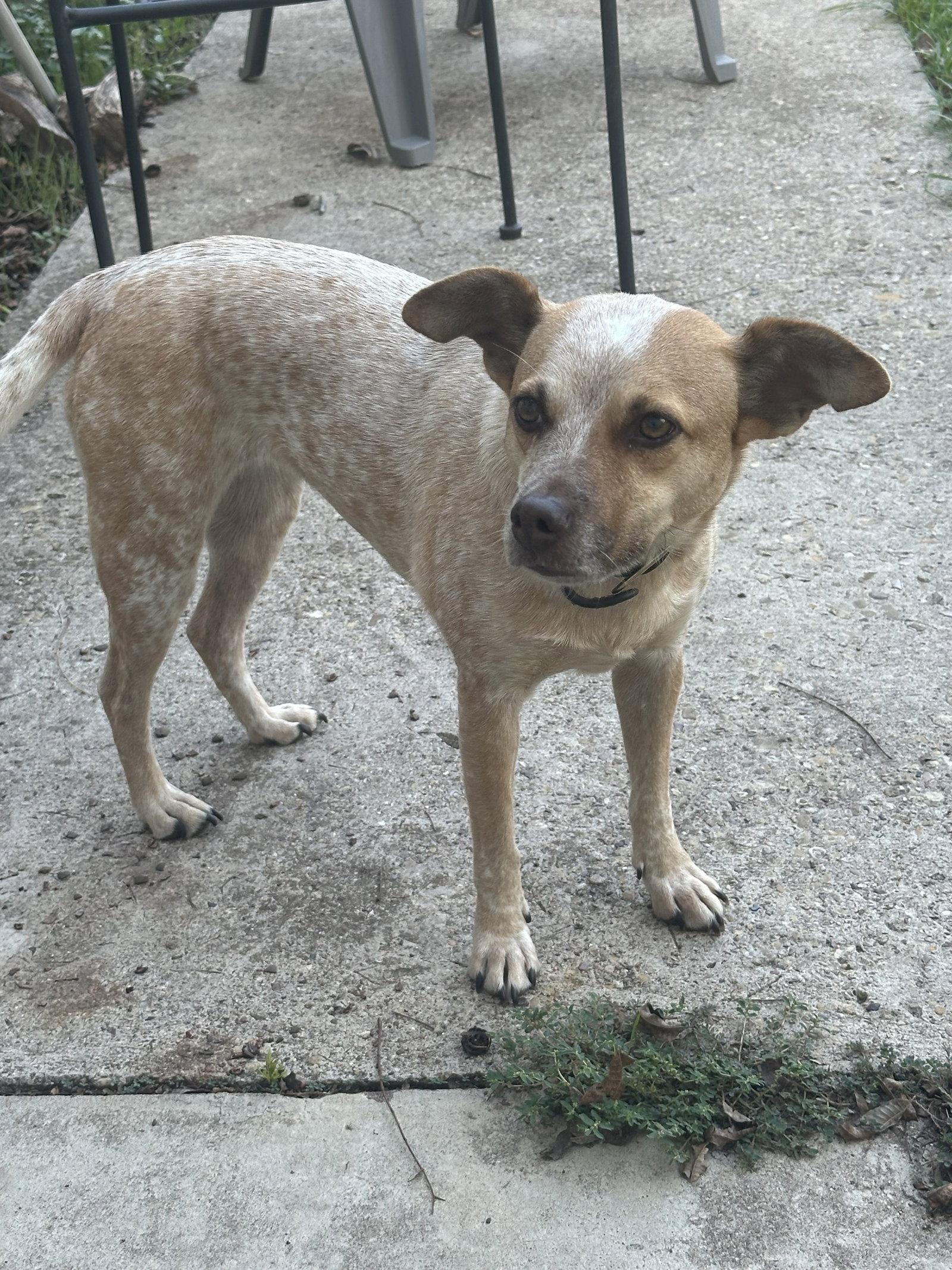 Enlarge Lucy, a Adoptable Australian Cattle Dog / Blue Heeler in Thorndale, TX image 3/3