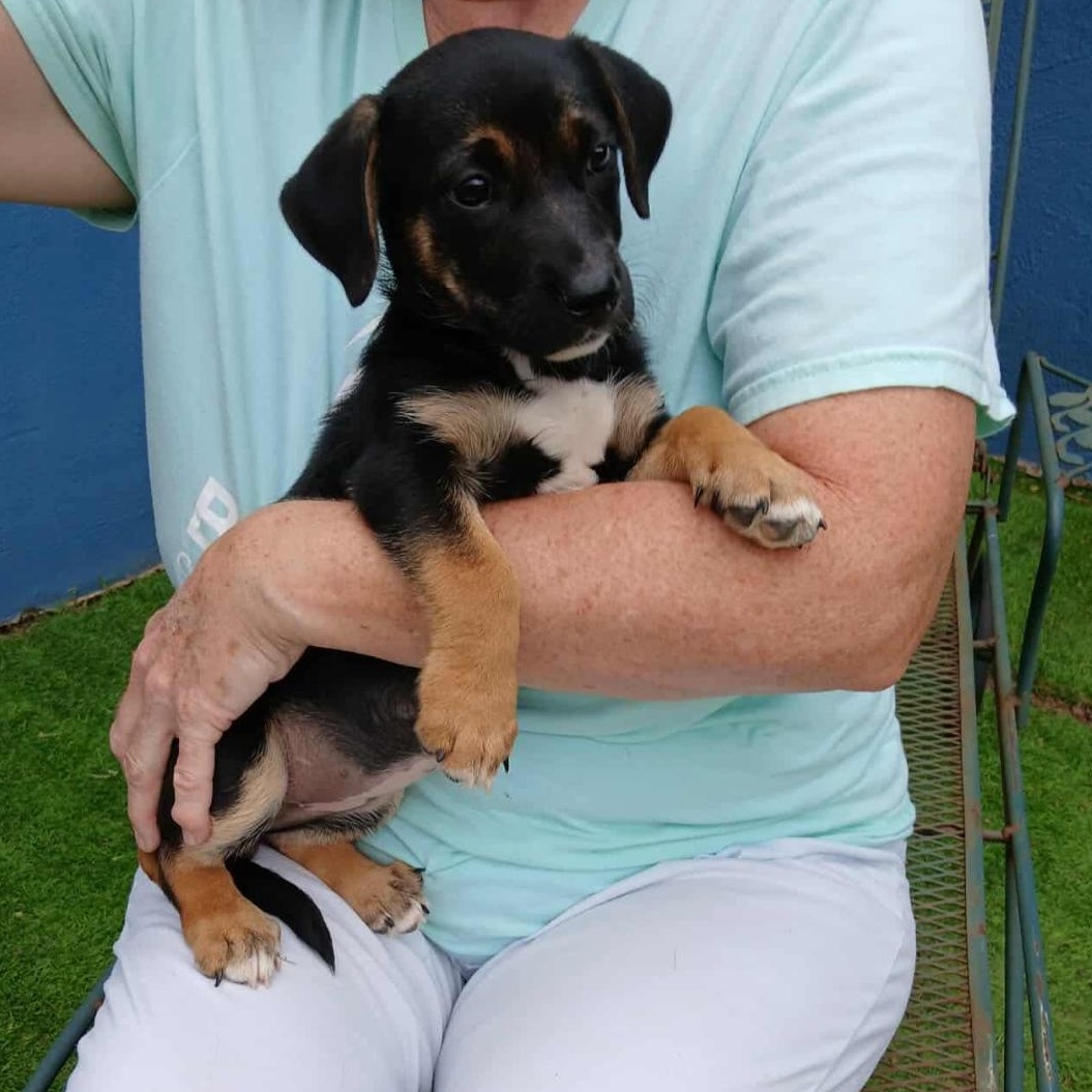 Cassie, an adoptable German Shepherd Dog in Clovis, NM, 88101 | Photo Image 1