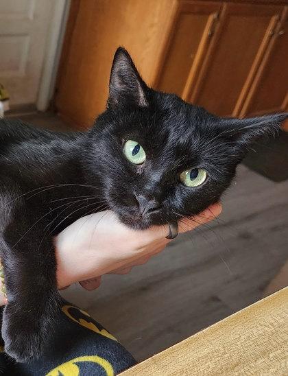 Friend, ADOPTABLE, Adult Female Domestic Short Hair.