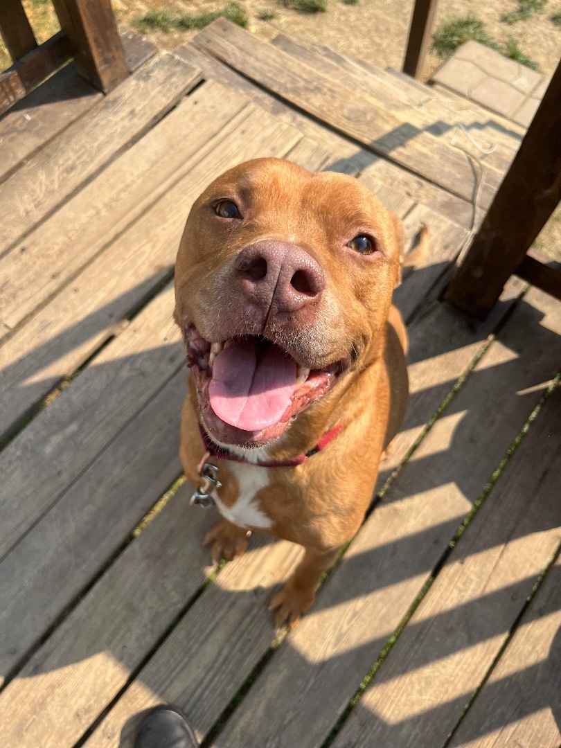 Boss (Foster needed), a Adoptable Pit Bull Terrier in Indianapolis, IN image 1/5