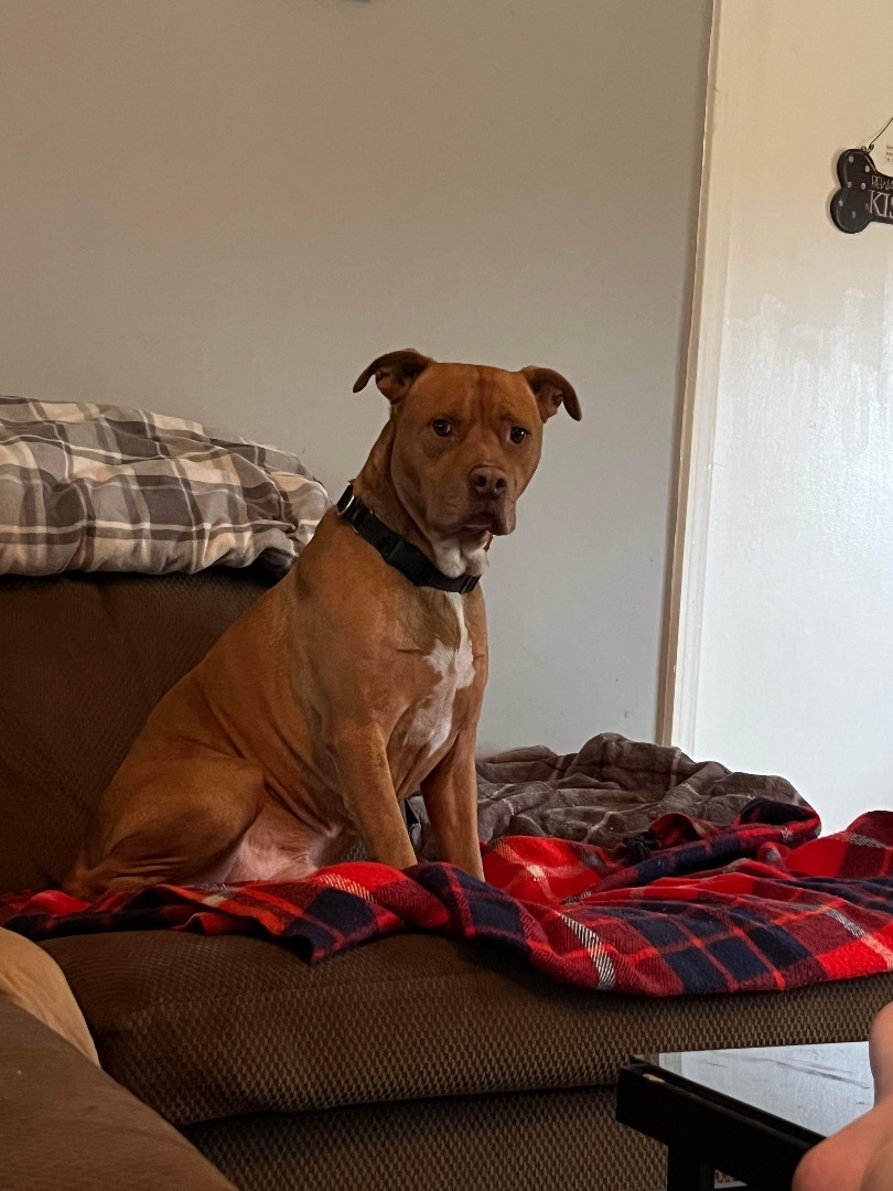 Boss (Foster needed), a Adoptable Pit Bull Terrier in Indianapolis, IN image 2/5