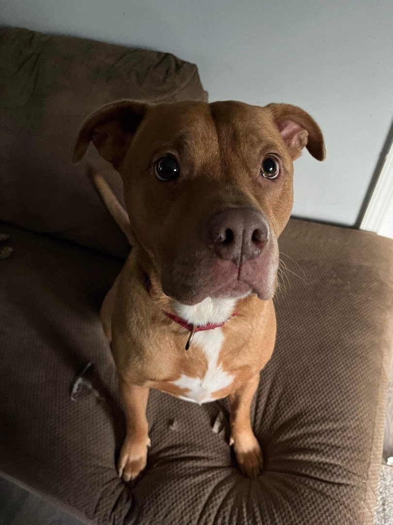Boss (Foster needed), a Adoptable Pit Bull Terrier in Indianapolis, IN image 3/5