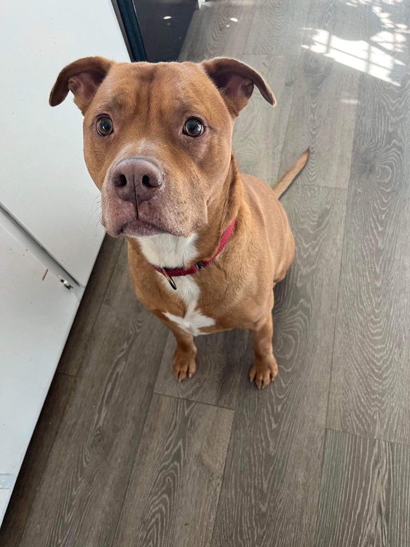 Boss (Foster needed), a Adoptable Pit Bull Terrier in Indianapolis, IN image 4/5