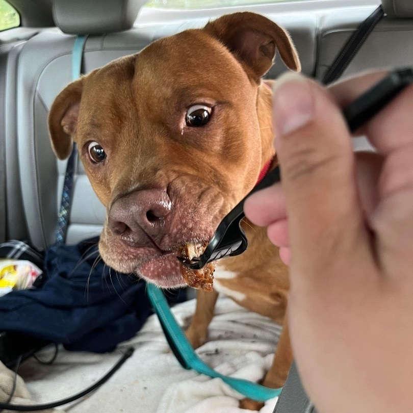 Boss (Foster needed), a Adoptable Pit Bull Terrier in Indianapolis, IN image 5/5