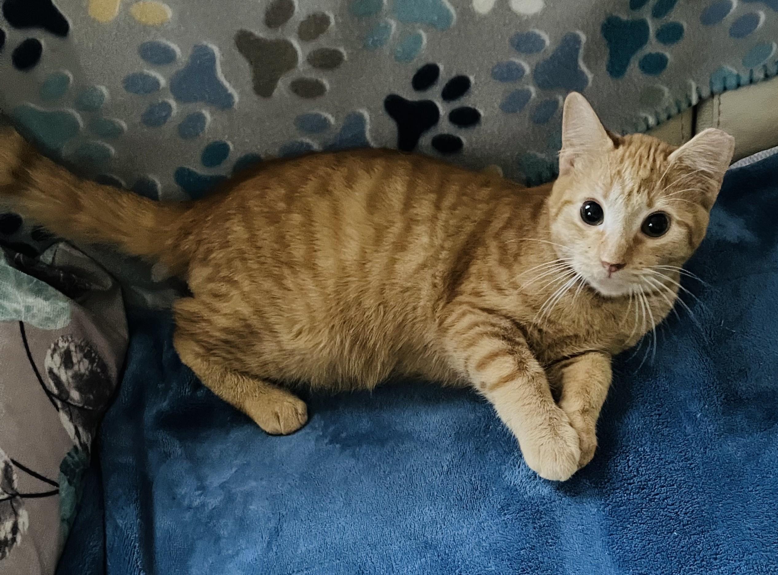 Caramel, a Adoptable Tiger in Jamaica Plain, MA image 2/2