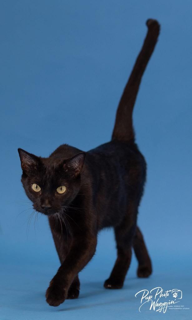 Lucky, Adoptable, Young Female Domestic Short Hair.
