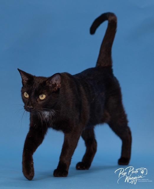 Lucky, Adoptable, Young Female Domestic Short Hair.