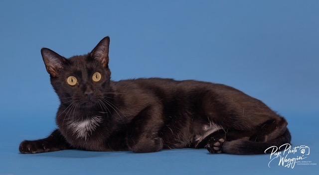 Lucky, Adoptable, Young Female Domestic Short Hair.